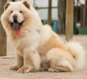 Cachorro raça Chow Chow idade 3 anos nome Thor
