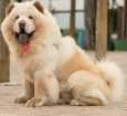 Cachorro raça Chow Chow idade 3 anos nome Thor