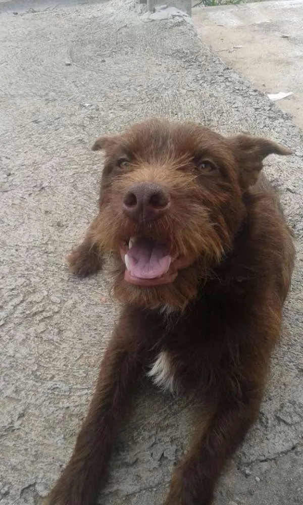 Cachorro ra a SRD idade 4 anos nome Marrom