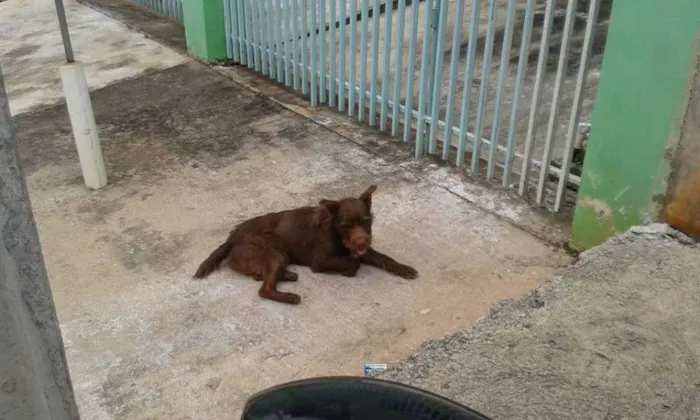 Cachorro ra a SRD idade 4 anos nome Marrom