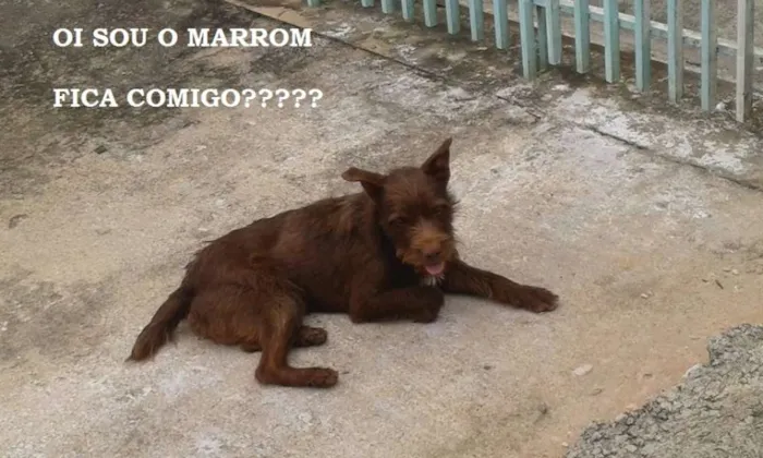 Cachorro ra a SRD idade 4 anos nome Marrom