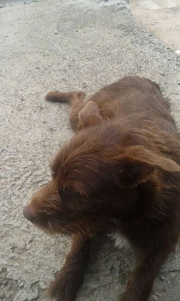 Cachorro ra a SRD idade 4 anos nome Marrom