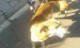 Tigre