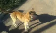 Tigre