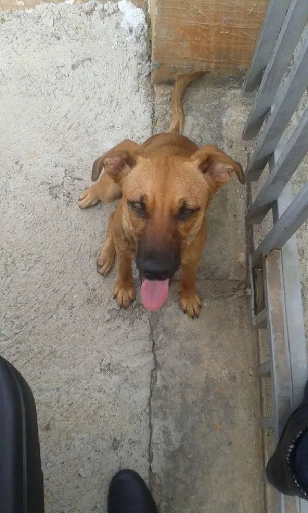 Cachorro ra a SRD idade 2 anos nome Florzinha
