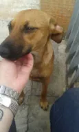 Florzinha