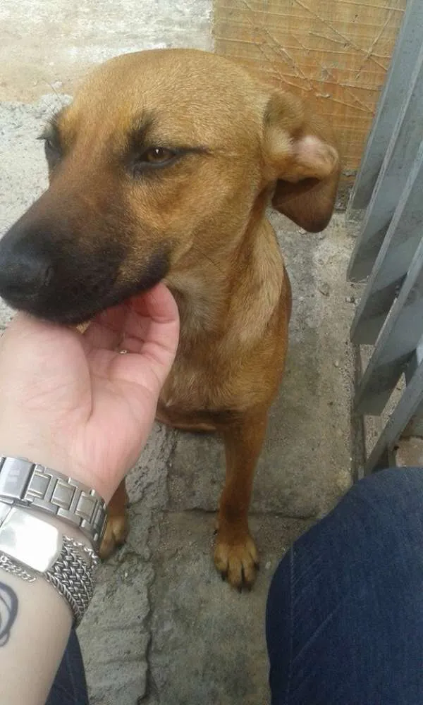 Cachorro ra a SRD idade 2 anos nome Florzinha