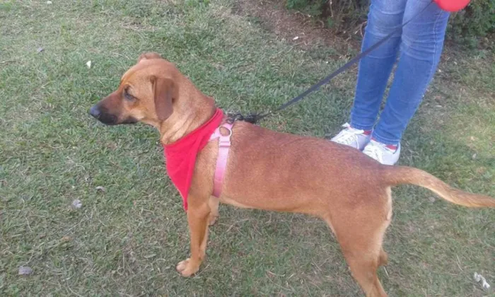 Cachorro ra a SRD idade 2 anos nome Florzinha
