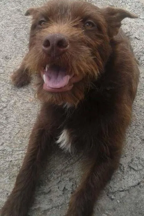 Cachorro ra a SRD idade 4 anos nome Marrom