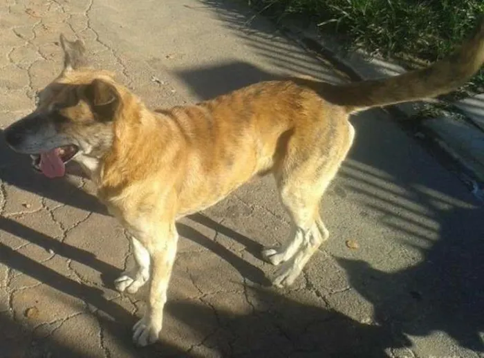 Cachorro ra a SRD idade 4 anos nome Tigre