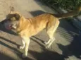 Tigre