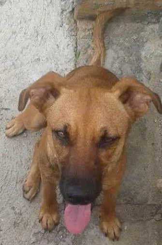 Cachorro ra a SRD idade 2 anos nome Florzinha