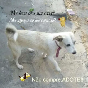 Cachorro raça SRD idade 7 a 11 meses nome Justine
