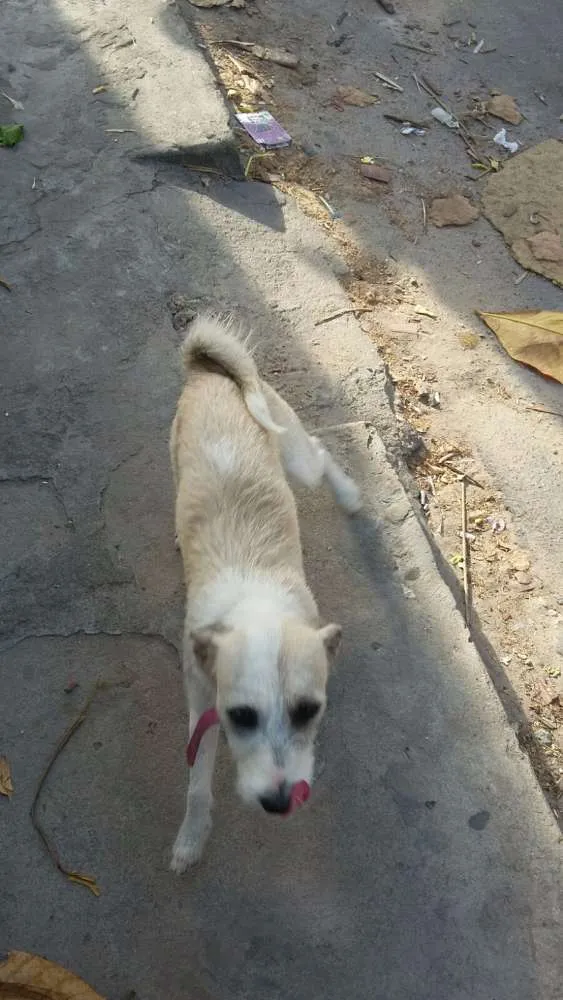 Cachorro ra a SRD idade 7 a 11 meses nome Justine