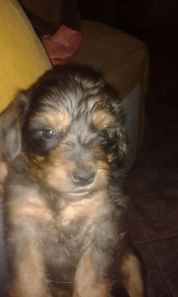Cachorro raça Vira lata idade 2 a 6 meses nome Sem nome