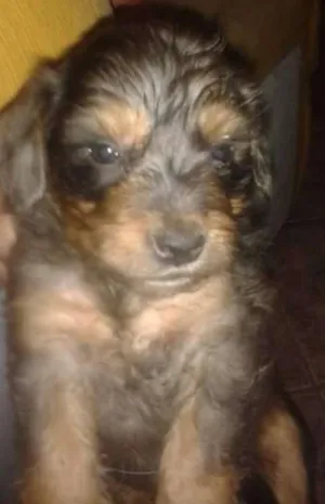 Cachorro raça Vira lata idade 2 a 6 meses nome Sem nome