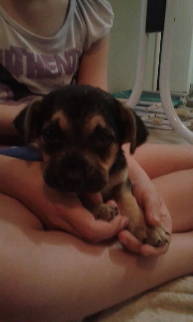 Cachorro raça SRD idade Abaixo de 2 meses nome sem nome