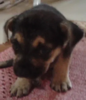Cachorro raça SRD idade Abaixo de 2 meses nome sem nome