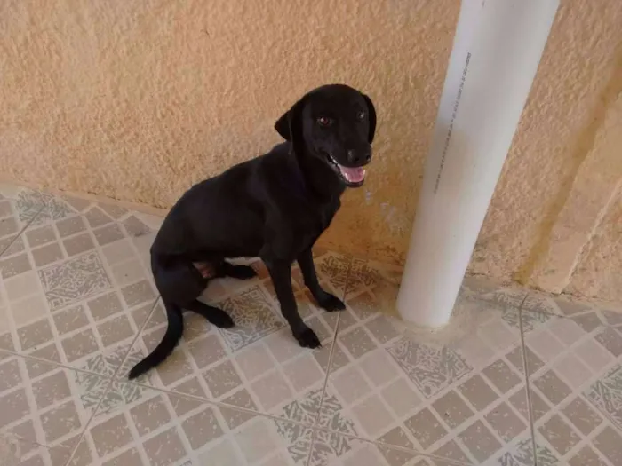 Cachorro ra a SRD idade 7 a 11 meses nome Dudu