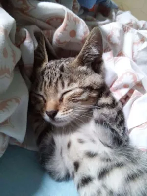 Gato raça SRD idade Abaixo de 2 meses nome Nina