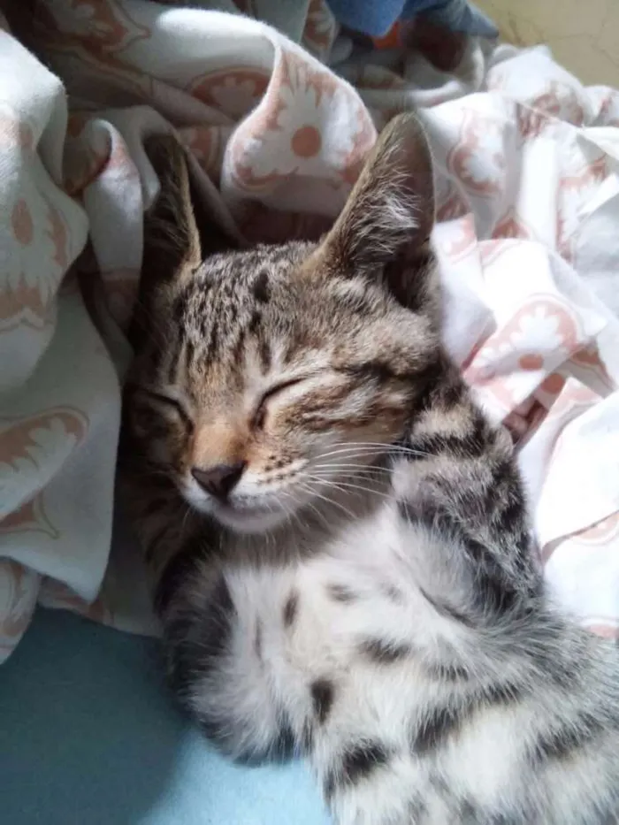 Gato ra a SRD idade Abaixo de 2 meses nome Nina
