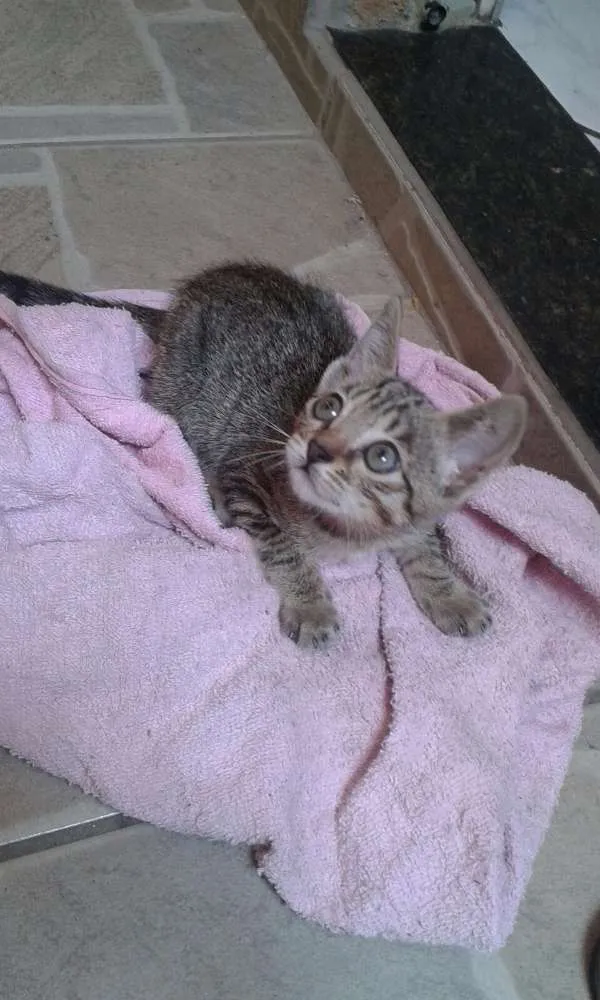 Gato ra a SRD idade Abaixo de 2 meses nome Nina