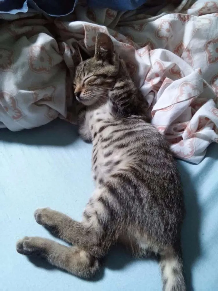 Gato ra a SRD idade Abaixo de 2 meses nome Nina