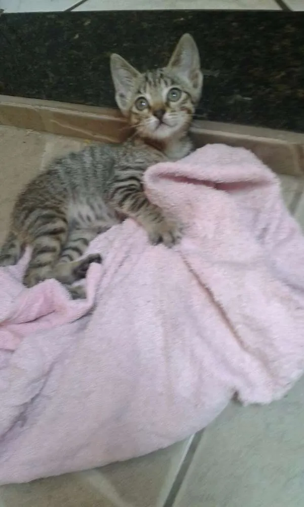 Gato ra a SRD idade Abaixo de 2 meses nome Nina