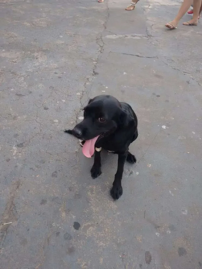 Cachorro ra a Mix de cocker idade 2 anos nome Menina