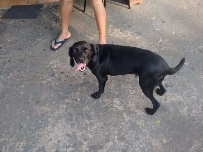 Cachorro ra a Mix de cocker idade 2 anos nome Menina