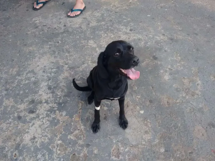 Cachorro ra a Mix de cocker idade 2 anos nome Menina