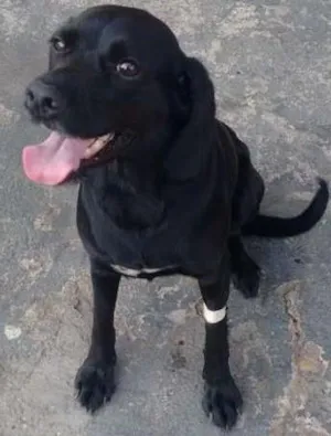 Cachorro raça Mix de cocker idade 2 anos nome Menina