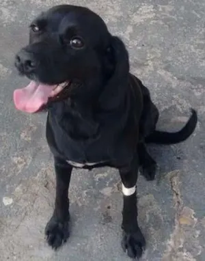 Cachorro raça Mix de cocker idade 2 anos nome Menina