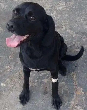 Cachorro ra a Mix de cocker idade 2 anos nome Menina