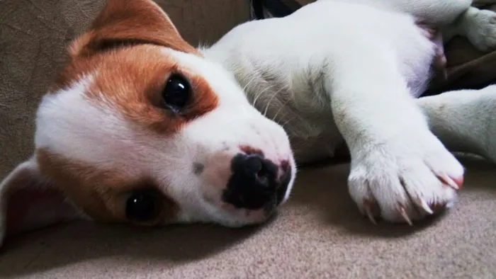 Cachorro ra a Não tem idade 2 a 6 meses nome Thor