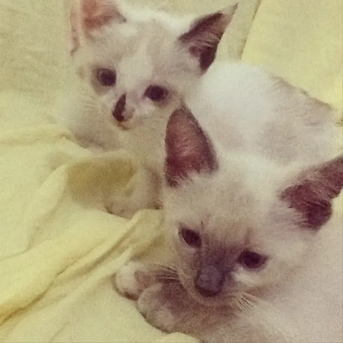 Gato ra a  idade 2 a 6 meses nome Ainda não possuem nome