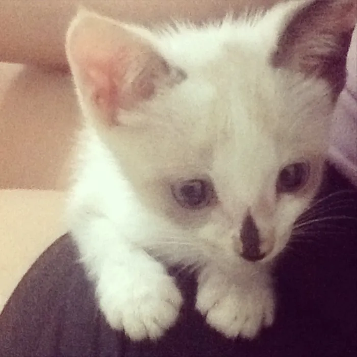 Gato ra a  idade 2 a 6 meses nome Ainda não possuem nome