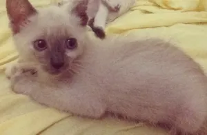 Gato raça  idade 2 a 6 meses nome Ainda não possuem nome
