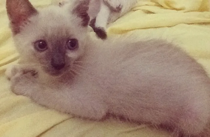 Gato ra a  idade 2 a 6 meses nome Ainda não possuem nome