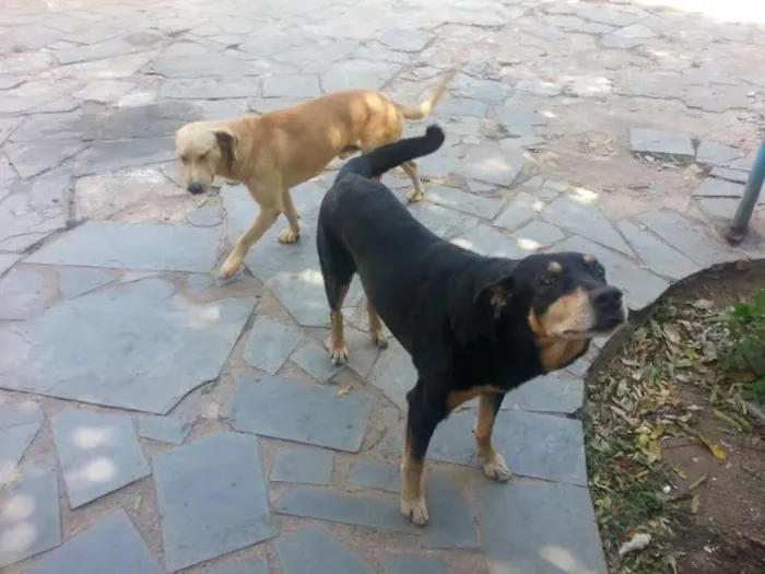Cachorro raça mistura rotivale idade 6 ou mais anos nome Duque