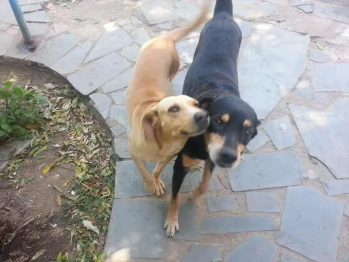 Cachorro raça mistura labrador idade 2 anos nome BOB