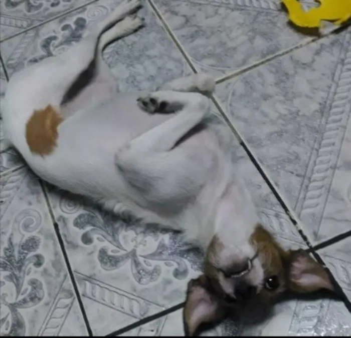 Cachorro ra a Mistura de beaggle idade 3 anos nome Lully