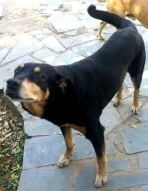Cachorro raça mistura rotivale idade 6 ou mais anos nome Duque