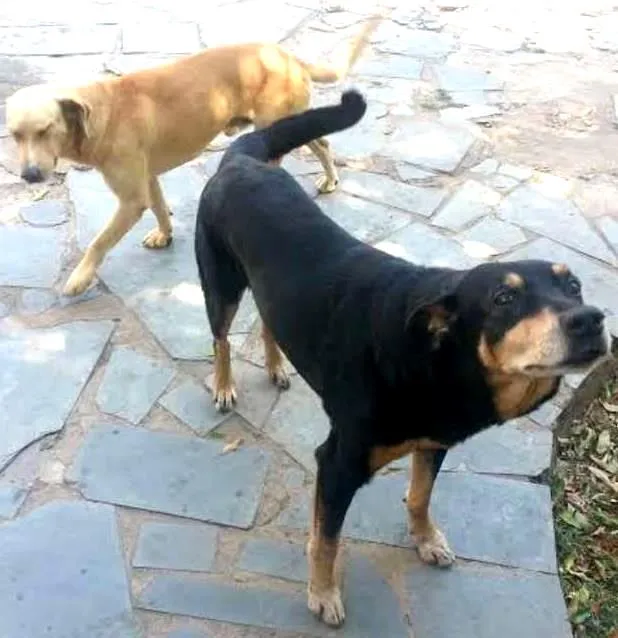 Cachorro raça mistura rotivale idade 6 ou mais anos nome Duque