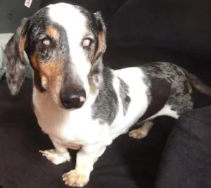 Cachorro raça Basset-Cofap idade 3 anos nome Bernardo