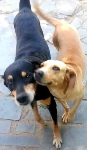 Cachorro raça mistura labrador idade 2 anos nome BOB