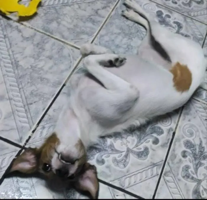 Cachorro ra a Mistura de beaggle idade 3 anos nome Lully
