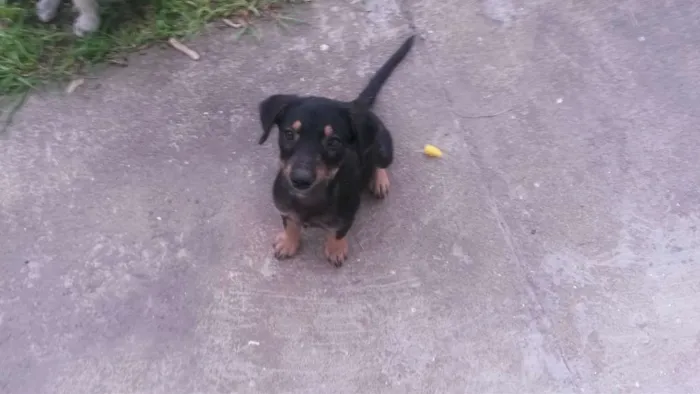 Cachorro ra a  idade 2 a 6 meses nome Sem nomes