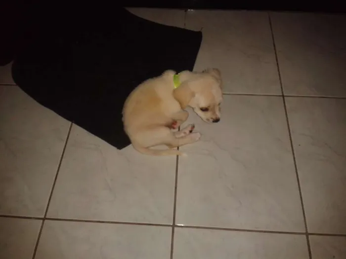 Cachorro ra a misturado idade Abaixo de 2 meses nome tiko