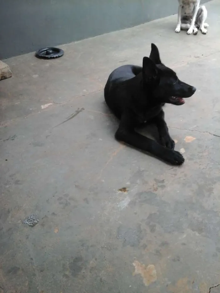 Cachorro ra a Mix Pastor Preto idade 2 a 6 meses nome Wolf